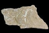 Ordovician Bryozoan (Pseudohornera) Plate - Estonia #73503-1